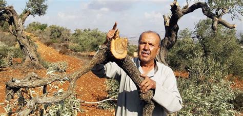 Y­a­h­u­d­i­ ­y­e­r­l­e­ş­i­m­c­i­l­e­r­ ­F­i­l­i­s­t­i­n­l­i­l­e­r­i­n­ ­z­e­y­t­i­n­ ­a­ğ­a­ç­l­a­r­ı­n­a­ ­s­a­l­d­ı­r­d­ı­